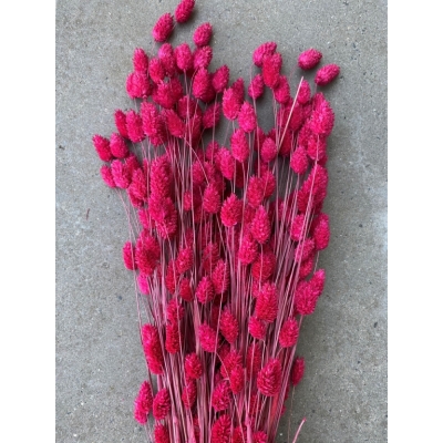 Gedroogde wilde Phalaris fuchsia Gedroogde wilde Phalaris fuchsia